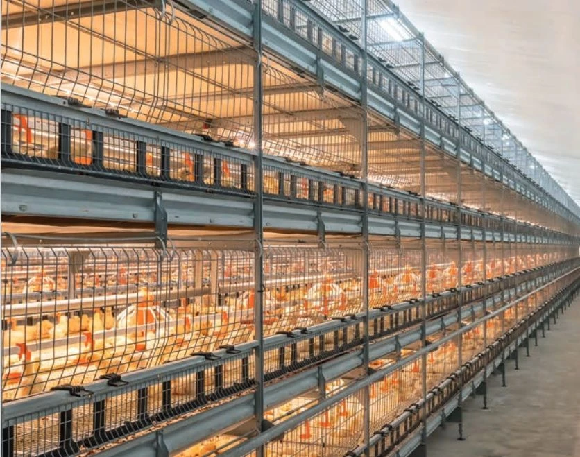 Broiler Chicken Rearing System, Model CARRE-TRANSIT