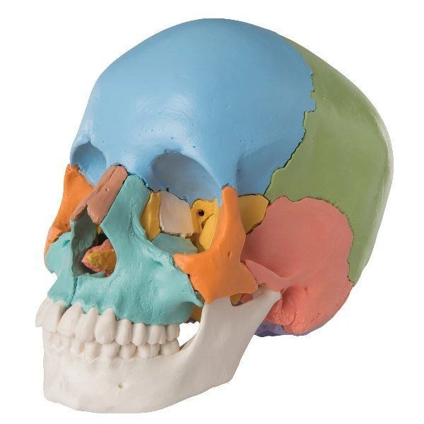 Colorful Human Skull Model (22 Parts) - 11111-1