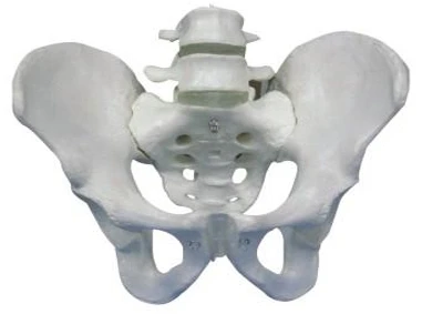 Pelvic Bones Model with 2 Lumbar Vertebrae, 11129-2