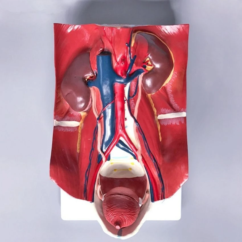 Urinary System Model with Posterior Abdominal Wall, U4004