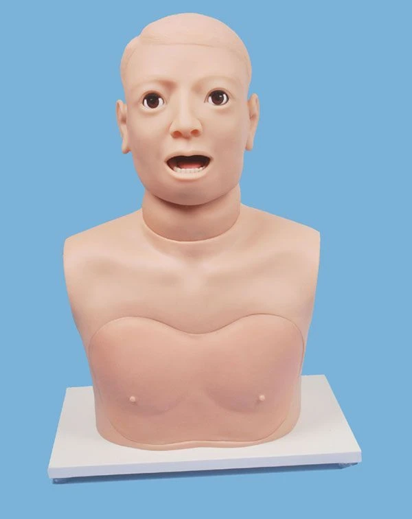 Human Larynx Model for Educational Purposes, CS6276