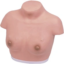 Female Chest Model for Clinical Examination GP6620 / 14A