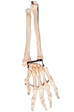 Forearm and Hand Bone Model 11125
