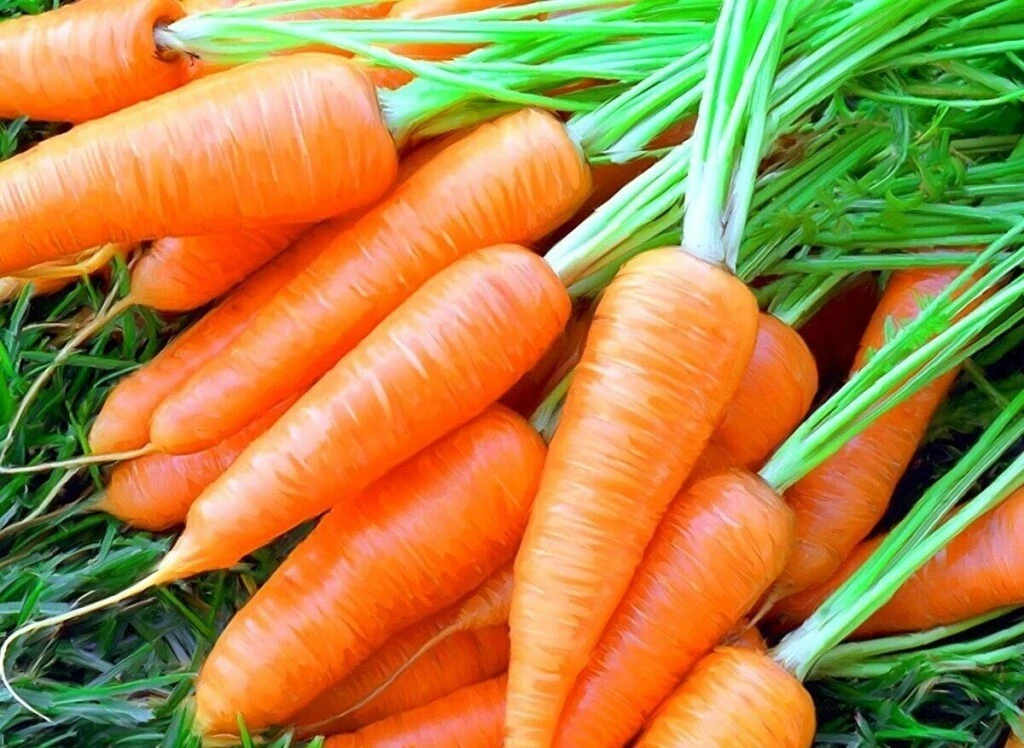 Fresh Carrot - 10 to 15 cm Length, 150-200g Weight