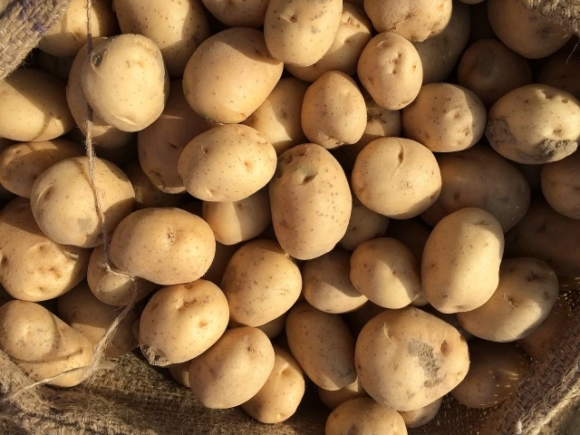 Late Harvest Table Potatoes - High Quality Edible Variety