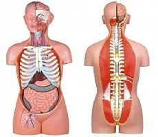 Anatomical Human Torso Model 85cm, 20 Parts, Art.T1007