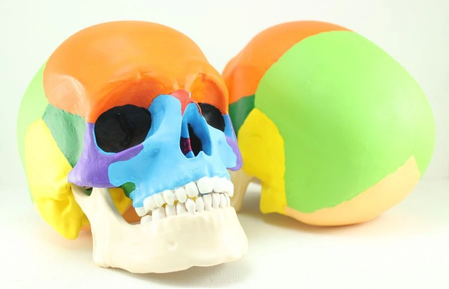 Human Skull Model (Colored) ROST-11118