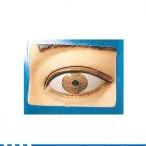 Light-Controlled Pupil Regulation Model 19107