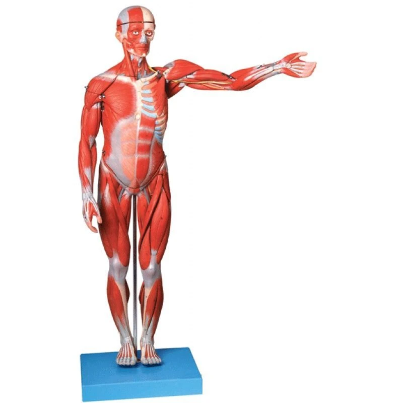 Human Body Model with Muscles (50 cm), 11303