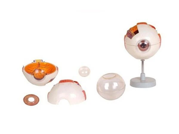 Enlarged Eye Model for Educational Purposes, 17101