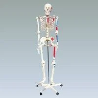 Anatomical Skeleton Model with Muscles, 168 cm, 1302-2