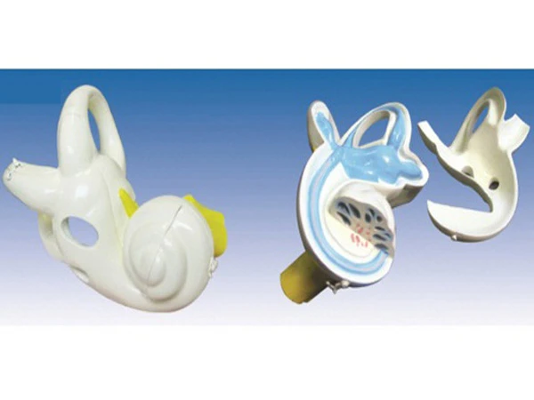 Anatomy Labyrinth Structure Model, Snail, 17206