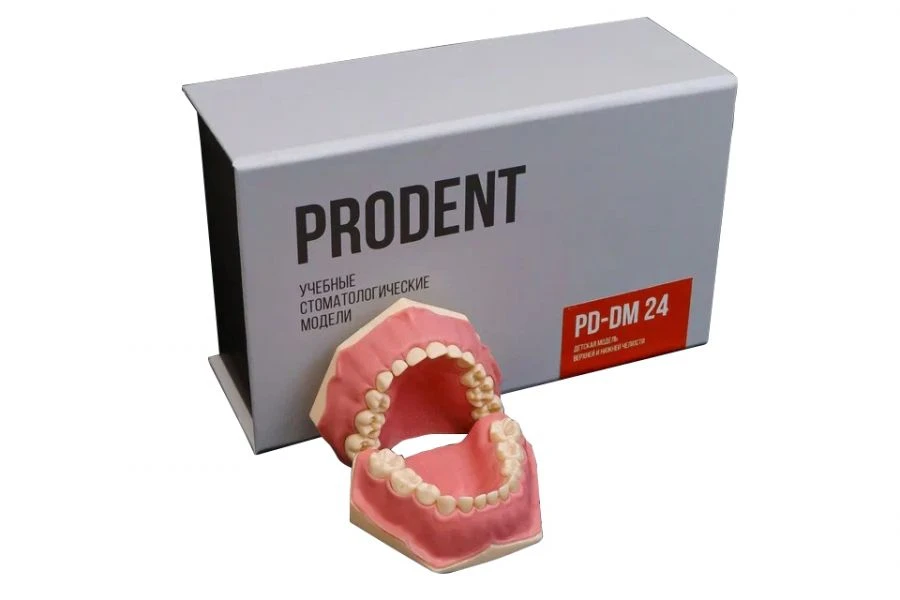 Pediatric Dental Model with 20 Replaceable and 4 Permanent Teeth PD-DM 24