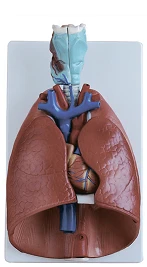 Trachea, Heart, and Lungs Models - ROST-13012