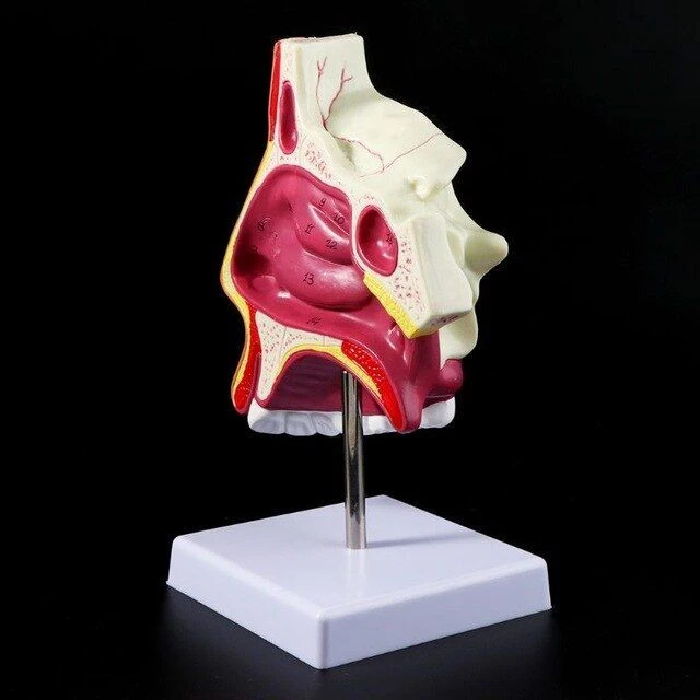 Human Nasal Cavity Model - R3002