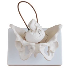 Female Pelvis and Fetal Skull Bones Model, Art. SK1128-1
