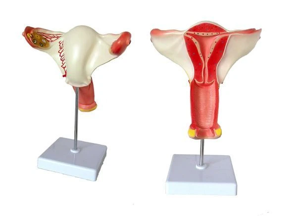 Anatomical Model of the Uterus, Art. 15109