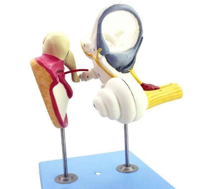 Enlarged Model of Ear Ossicles and Eardrum, 17204