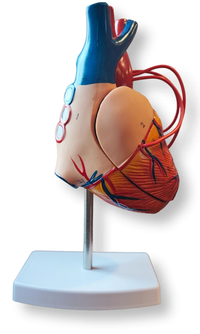 1:1 Heart Model, 4 Parts, ROST-16007-4