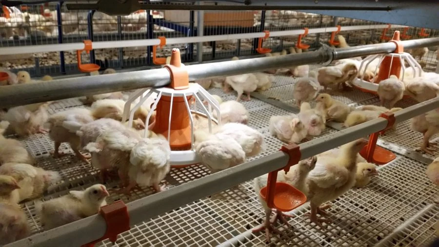 Broiler Chicken Growing System, Model "CARRE-SLIDING