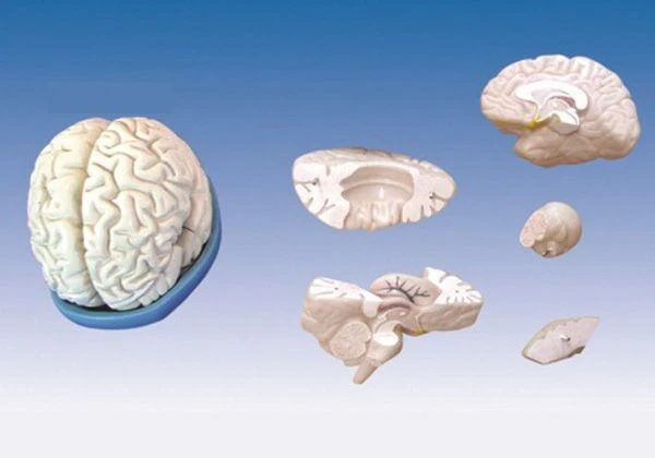 Anatomical Brain Model (3 Parts) Art. 18203-2