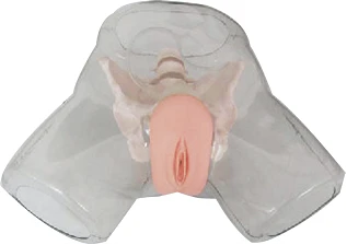 Female Urinary Catheterization Training Model D2