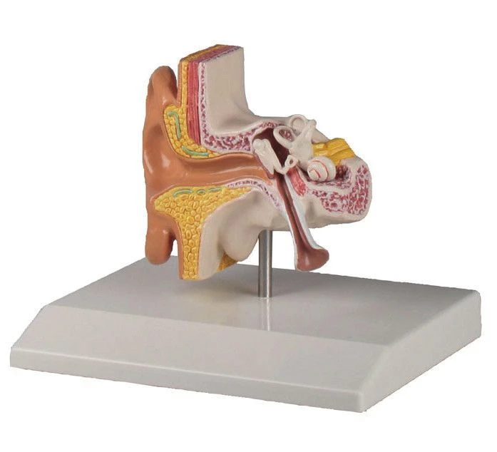 Enlarged Ear Model 1.5x, S7109