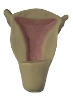 Intrauterine Contraceptive Training Simulator GP6625/B4