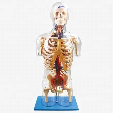 Human Body Model with Bones and Organs - 11304-2