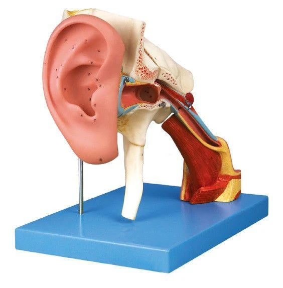 5x Enlarged Ear Model, 4 Parts, S7106