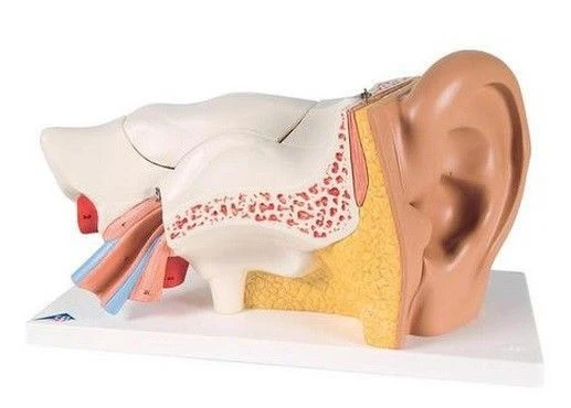 Human Ear Anatomy Model S7108