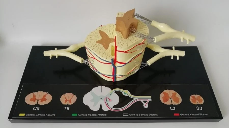 Enlarged Human Spinal Cord Model 5:1, ROST-88