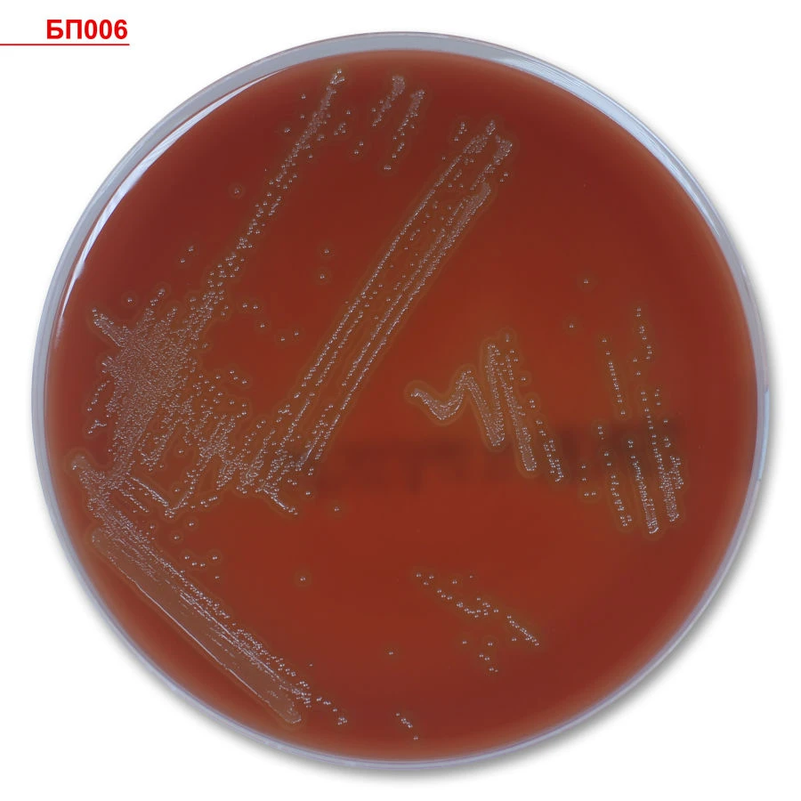 Triptycase Soy Agar Medium for Culturing Microorganisms