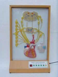 Human Heart Innervation Model 16009