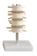 Lumbar Spine Model with Intervertebral Discs and Nerves, SK1108