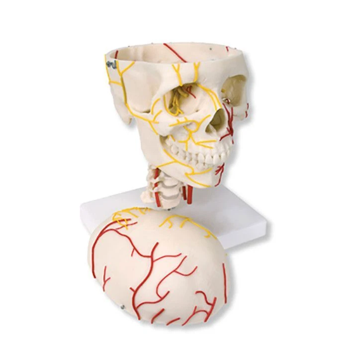Adult Human Skull Model with Vessels and Nerves, 11113