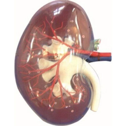 Transparent Kidney Segment Model 12010