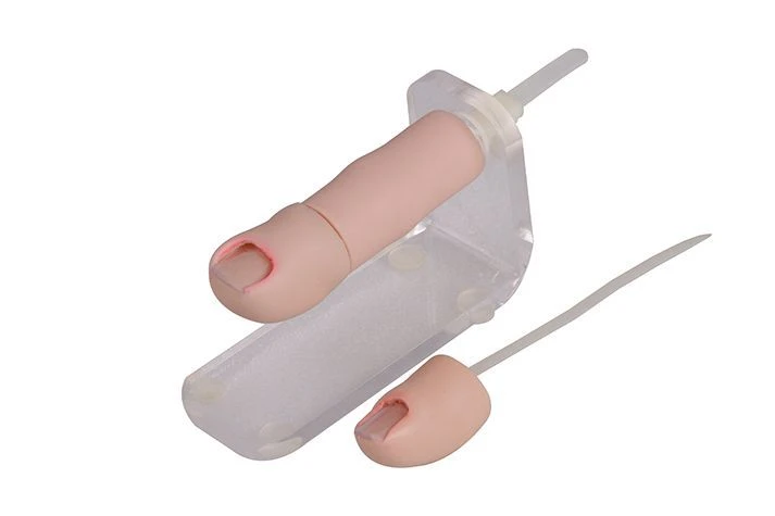 Nail Extraction Model with Realistic Skin - CS6219