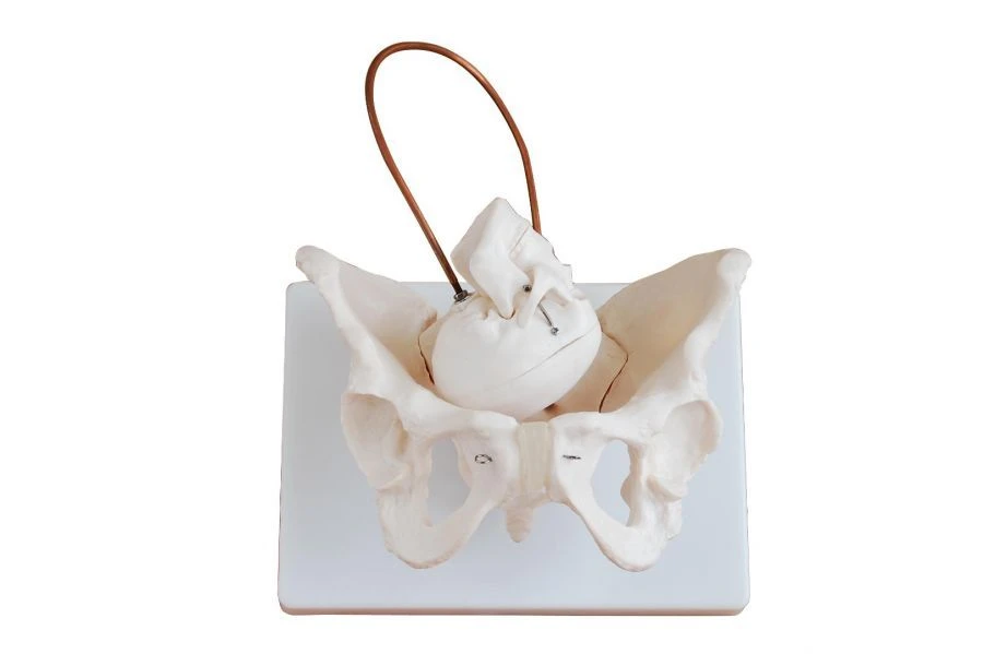 Female Pelvis Model with Infant Skull GP6616