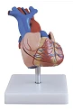 Life-Size Heart Model for Student Education, ROST-16007