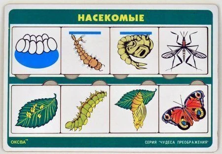 Transformation Wonders Game Series: Insects