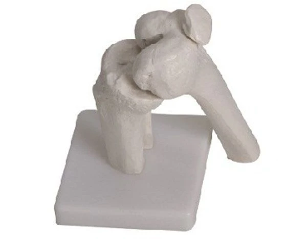 Movable Knee Joint Model, Art. 11201-5