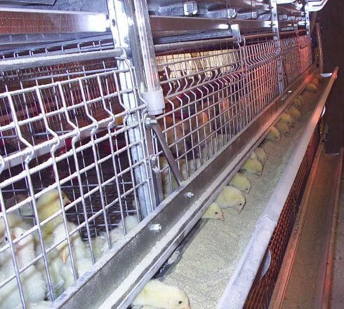 Cage Equipment for Raising Broiler Chickens and Pullets TCSV