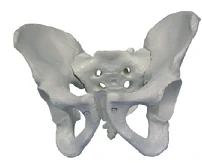 Male Pelvic Bones Anatomical Model, Art. SK1127