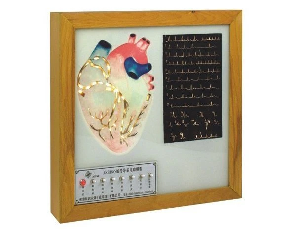 Electric Model of Cardiac Conduction System, 16012