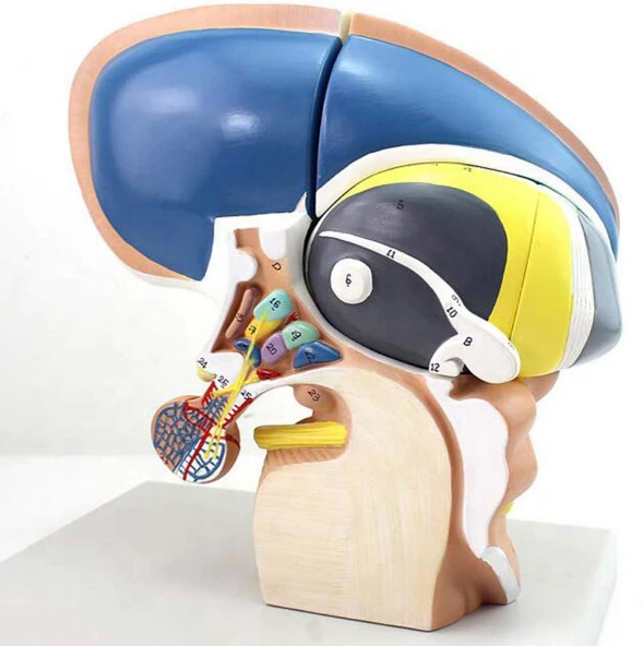 Life-Size Diencephalon Model 18214