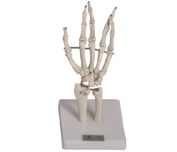 Anatomical Hand Model with Movable Joints, Art. 11201-3