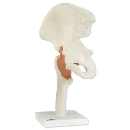 Life-size Hip Joint Model for Studying Anatomy, SK2110