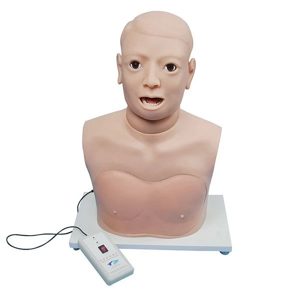 Electronic Model for Throat and Larynx Examination CS6279