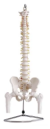 Flexible Spine Model with Pelvis and Hip Joints SK1105